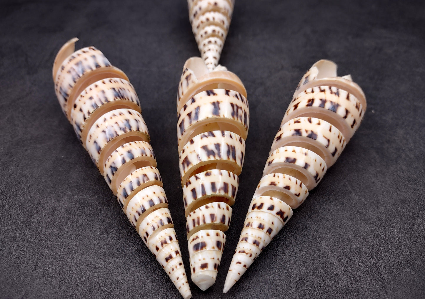 Spiral Cut Marlinspike Auger (4-5 inches) - Terebra Maculata. One white, black, and tan spiral shell with cut outs following the spiral but also showing the main mast. Copyright 2024 SeaShellSupply.com.