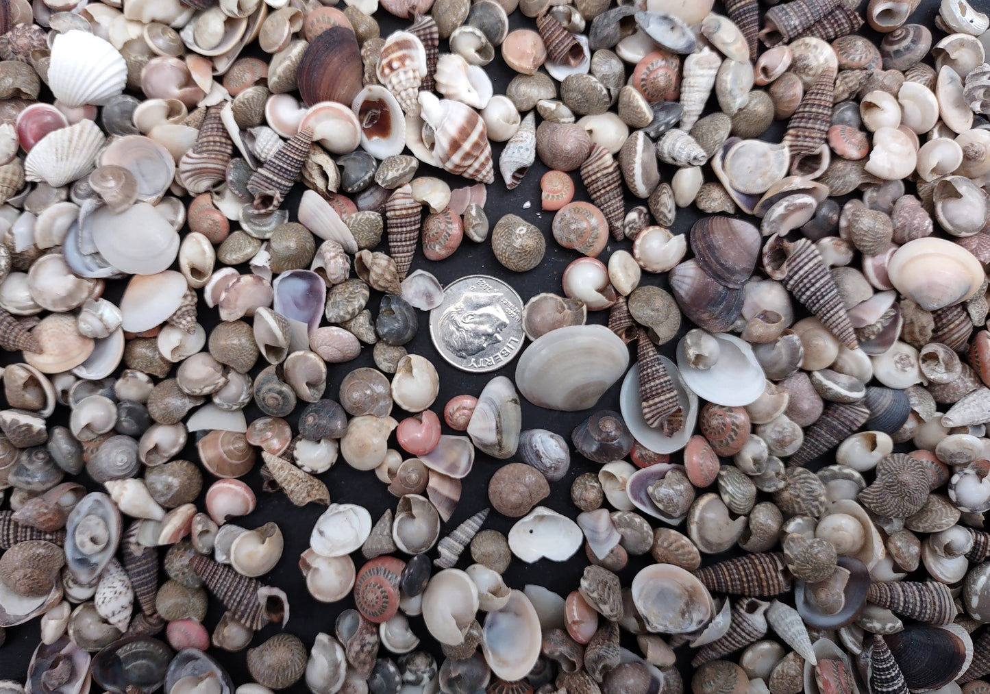 Tiny Seashell Assorted Ocean Mix For Crafts (approx. 1 kilogram 0.25+ inches) Great shells for coastal crafting and collections!