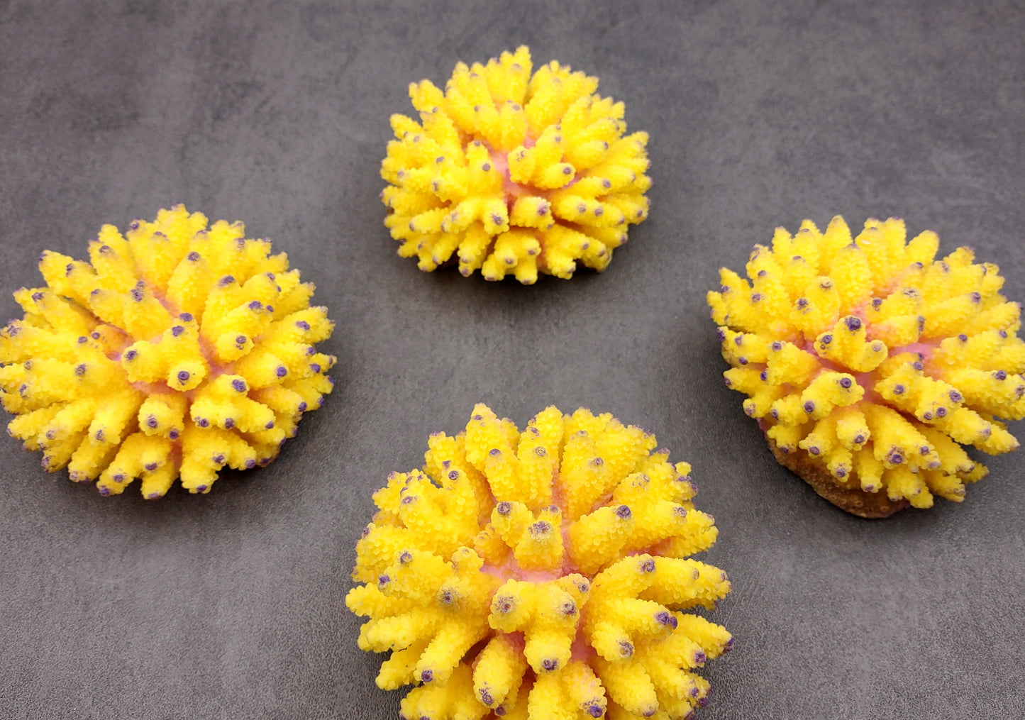 Yellow FAUX Finger Staghorn Coral Acropora Humilis (1 FAKE Coral approx. 4Wx3Tx4D) Perfect coral for any coastal display or crafting! Copyright 2024 SeaShellMart.com.