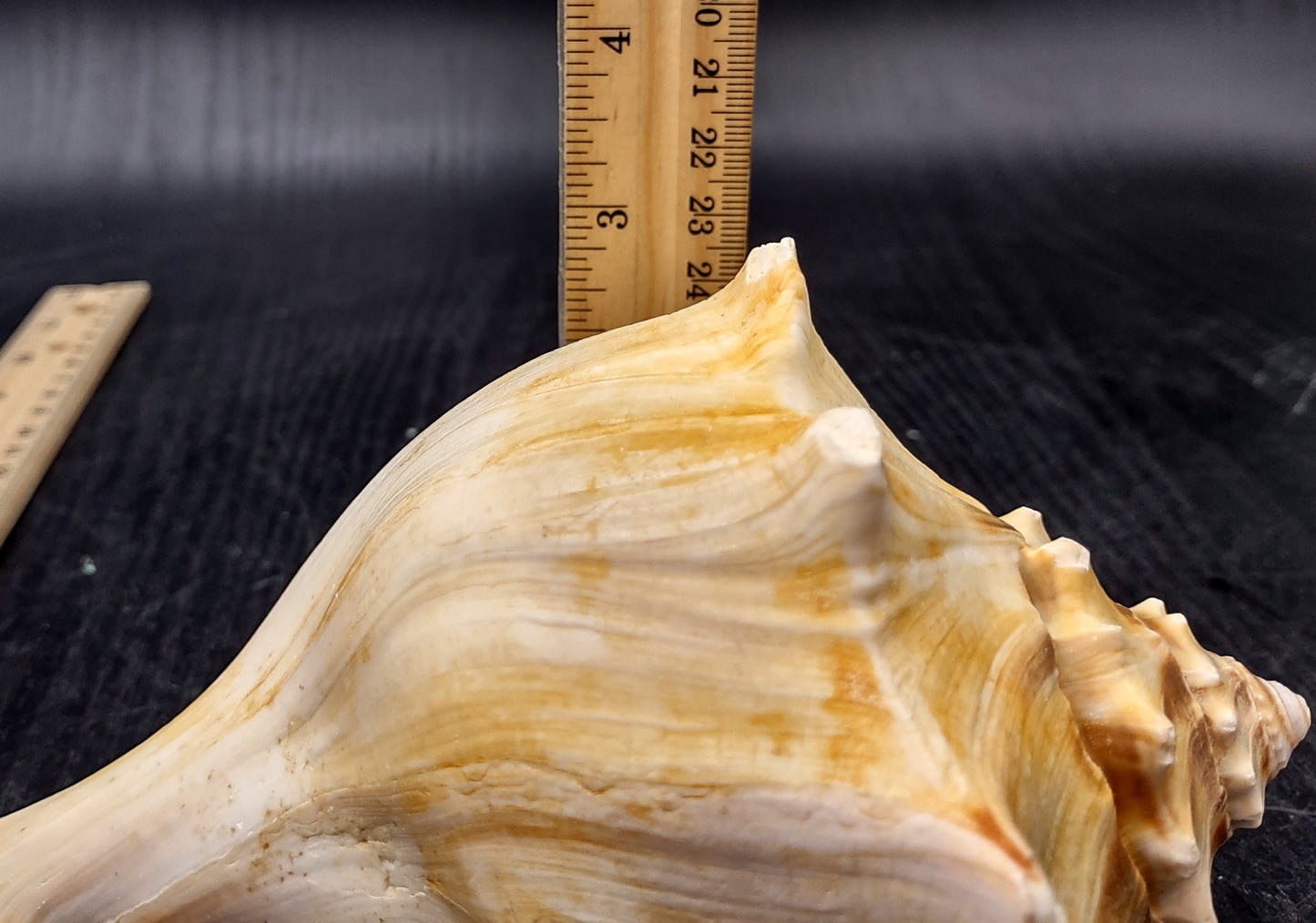 Atlantic Right Handed Whelk - Busy Carica - (1 shell, Approx. 5.5-6.5 inches). Creamy shell with wide wrapping but a longer pointed end, some spikes. Copyright 2024 SeaShellSupply.com.