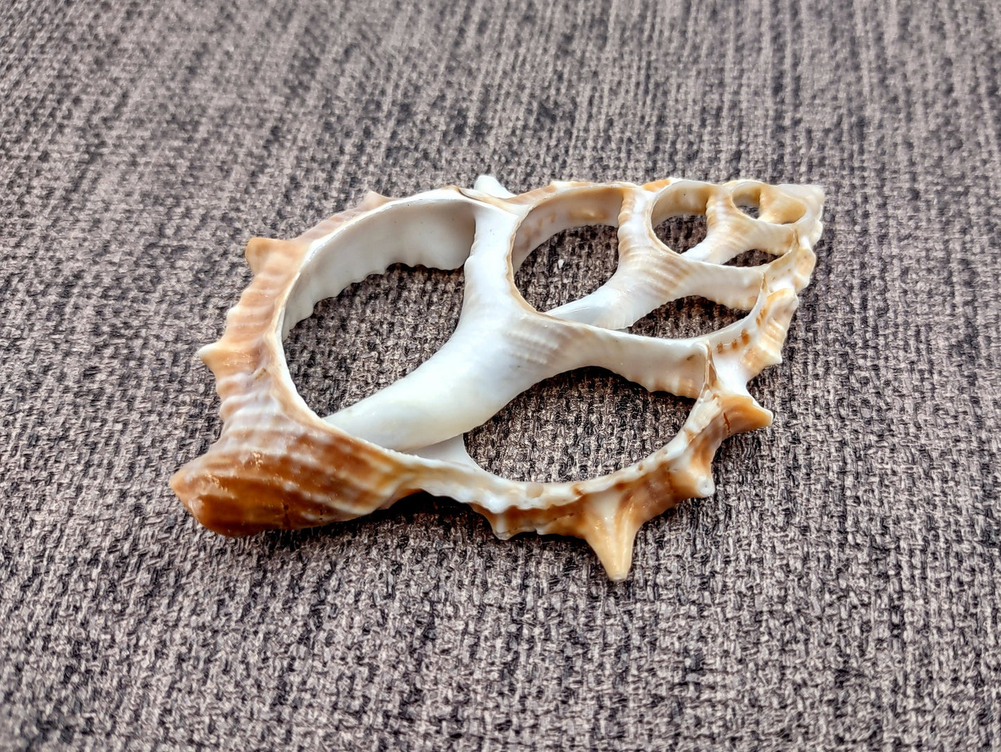 Frilled Frog Center Cut Shells - Bursa Rana - (5 shells approx. 1.5-3 inches). Multiple thin sheets of brown shaded shells laying down showing the inside cavities. Copyright 2022 SeaShellSupply.com.