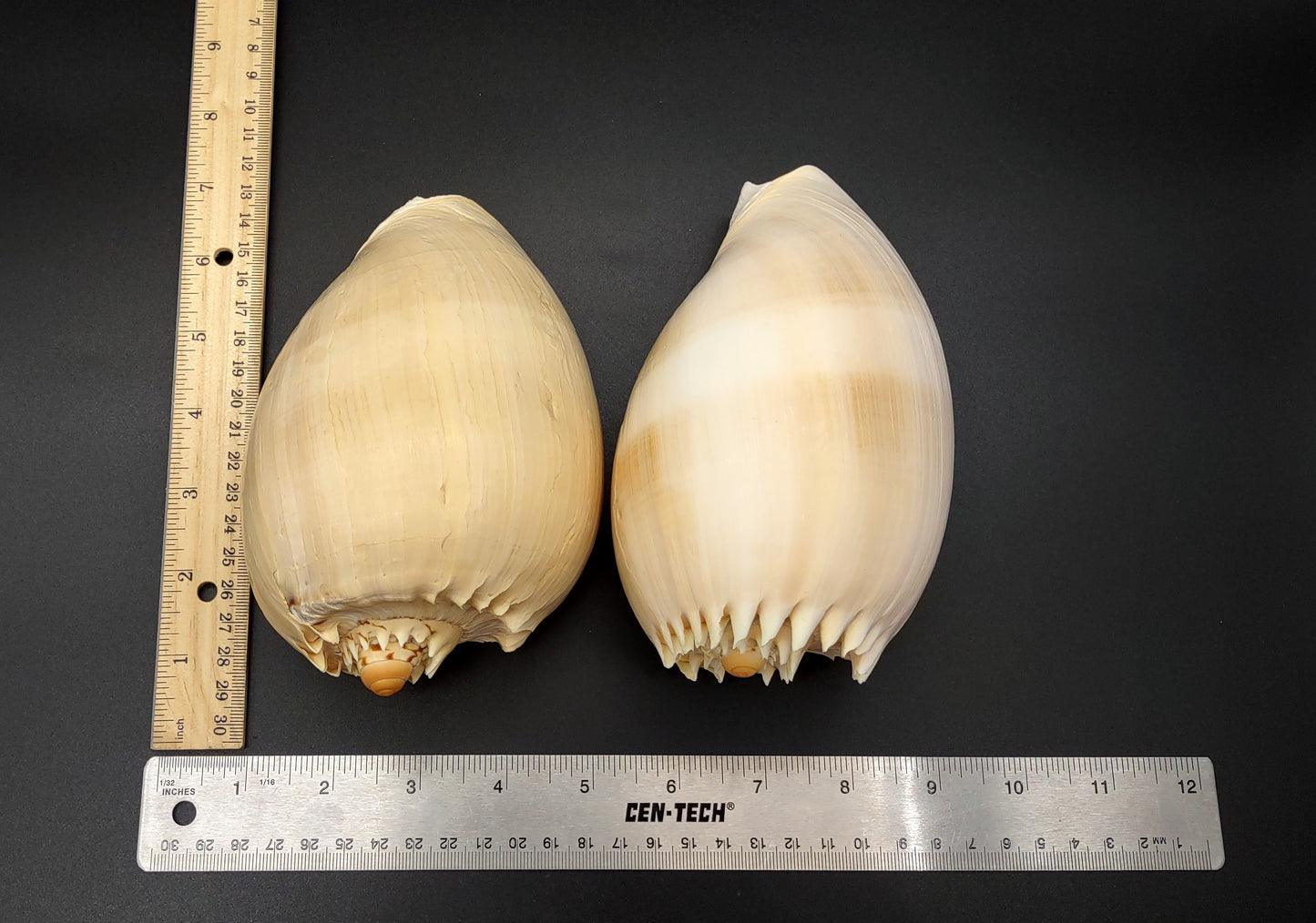 Large Crowned Baler Seashell Voluta Diadema (1 shell approx. 6+ inches) Great shells for coastal crafting decor & collections!