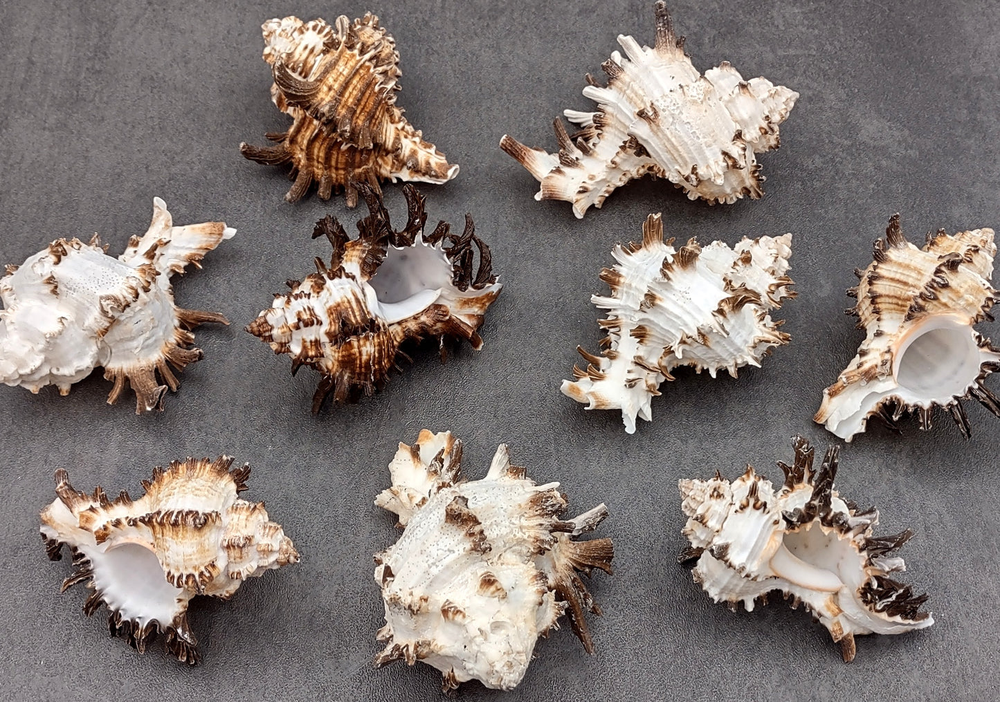 Endive Murex Seashell - Murex Endivia - (1 shell approx. 3-4 inches). One spiked spiral shell with small opening and black edges. Copyright 2022 SeaShellSupply.com.