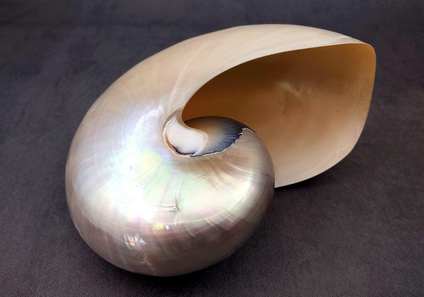 Pearl Nautilus Seashell (6-7") - Nautilus Pompilius