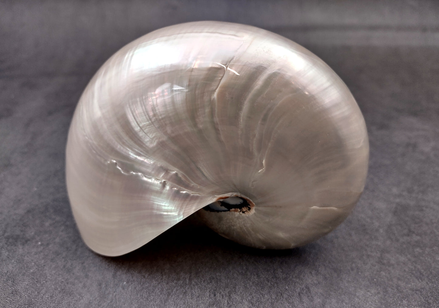 Pearlized Nautilus Seashell Polished Nautilus Pompilius (1 shell approx. 5+ inches) Great shells for coastal crafting decor & collections!