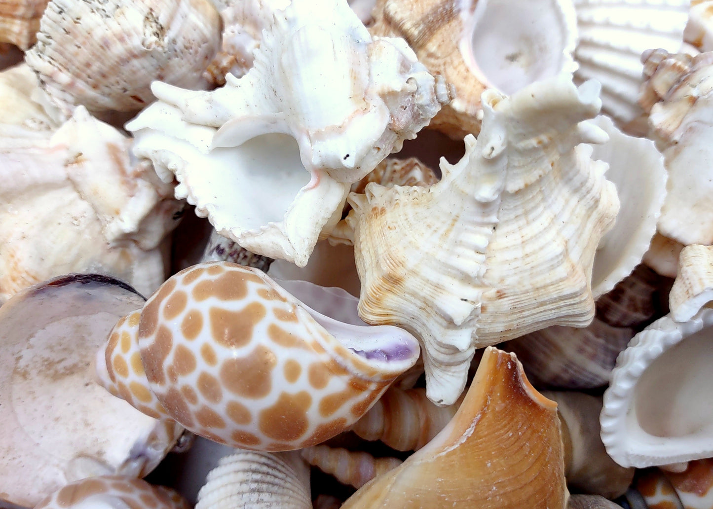 Medium Seashell Assorted Ocean Mix (Approx. 1 kilogram shells 1-2+ inches) Mixed Medium Shell Assortment for coastal crafting & decorations!