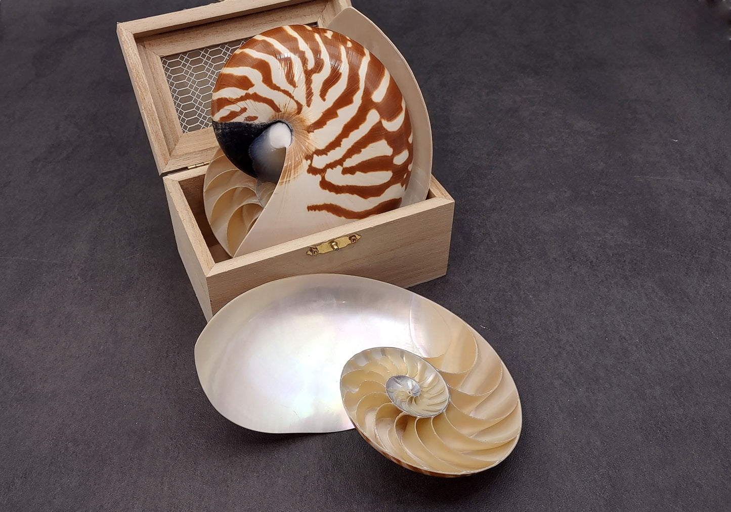 Polished Natural Nautilus Seashell Right Cut Single Half Nautilus Pompilius (1 HALF shell approx. 6+ inches) Shells for decor & collections!