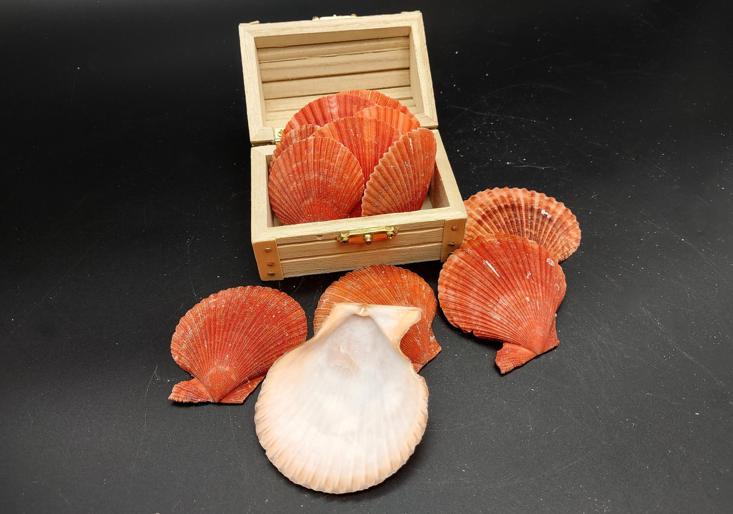 Fire Red Scallop Shell Halves Noble Pecten Nobolis (Approx. quarter pound shells 2+ inches) Red Scallop seashells for arts & crafts!