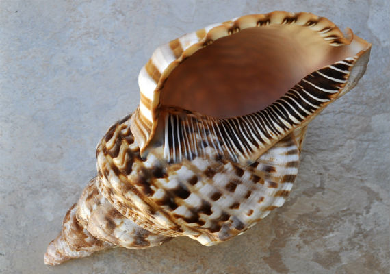 Caribbean Triton Seashell - Charonia Tritonis - (1 shell approx. 6-7 inches)  One brown and white spiral ribbed shell with medium opening. Copyright 2022 SeaShellSupply.com.