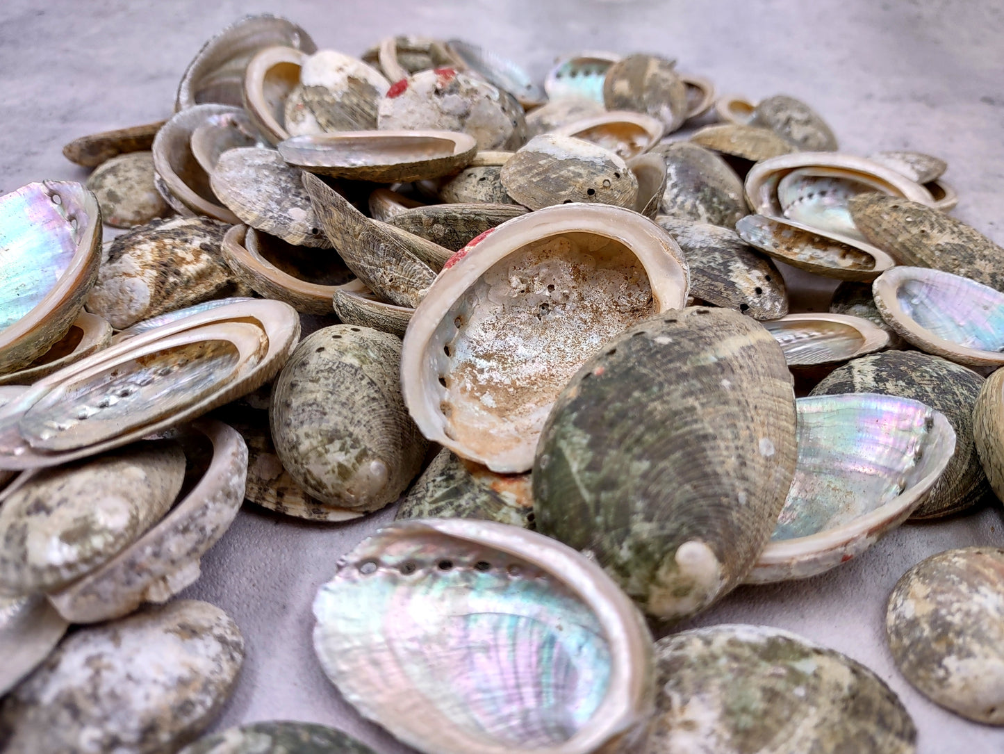 Mini Baby Abalone Green and Silver Seashells (Approx. half pound 85+ shells 1+ inch) Small shells ideal for jewelry art crafts & collecting! Grouping of brown and grey ocean-kissed abalone shells. Copy right 2024 SeaShellMart.com