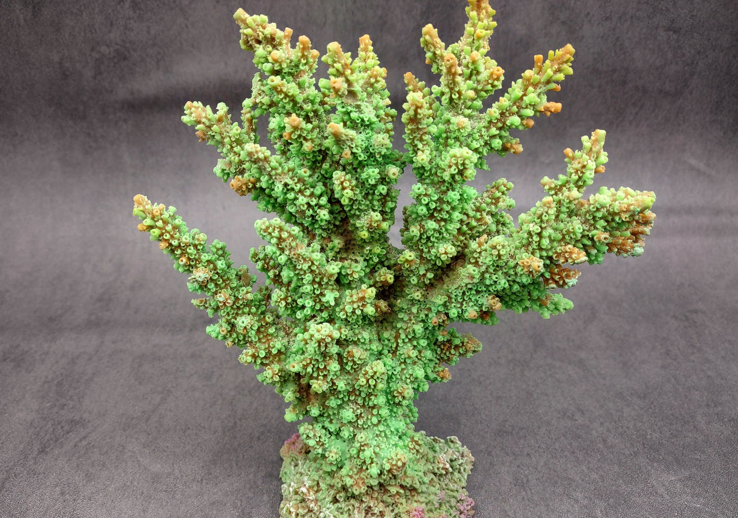 Green FAUX Branch Coral - Acropora Florida - (1 Fake Coral approx. 7.5Tx7Wx2D inches) on light background. Copyright 2024 SeaShellSupply.com.