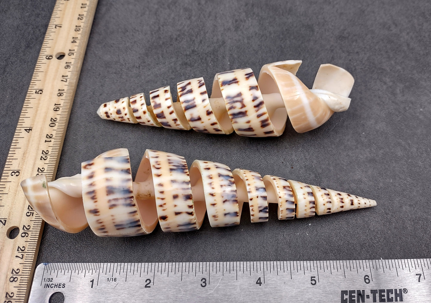 Spiral Cut Marlinspike Auger (4-5 inches) - Terebra Maculata. One white, black, and tan spiral shell with cut outs following the spiral but also showing the main mast. Copyright 2024 SeaShellSupply.com.