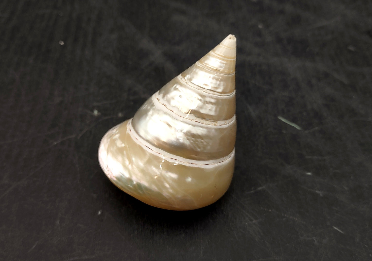 Pearlized Trochus Seashell - Trochus Niloticus - (1 shell approx. 2.5-3 inches). One spiral glossy shell with broad opening. Copyright 2024 SeaShellSupply.com.