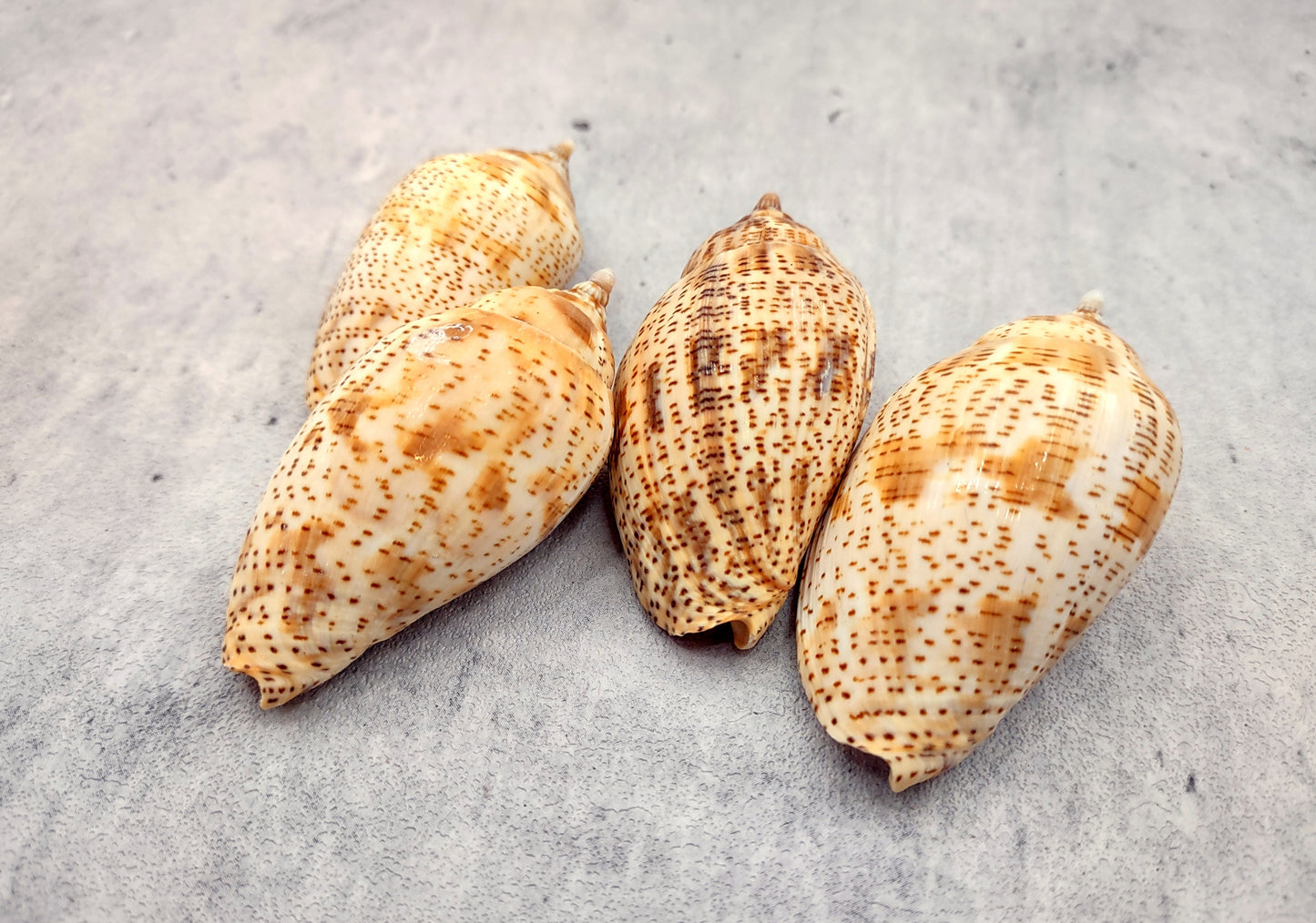 Brown Lined Volute Seashells Harpulina Lapponica (4 shells approx. 2+ inches) Neat shells for coastal crafting decor & collections!
