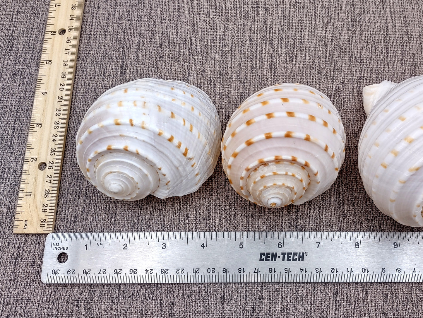 Spotted Tun Seashell Tonna Tessalata (1 shell approx. 4+ inches) Distinct shells for coastal crafting décor & collections!