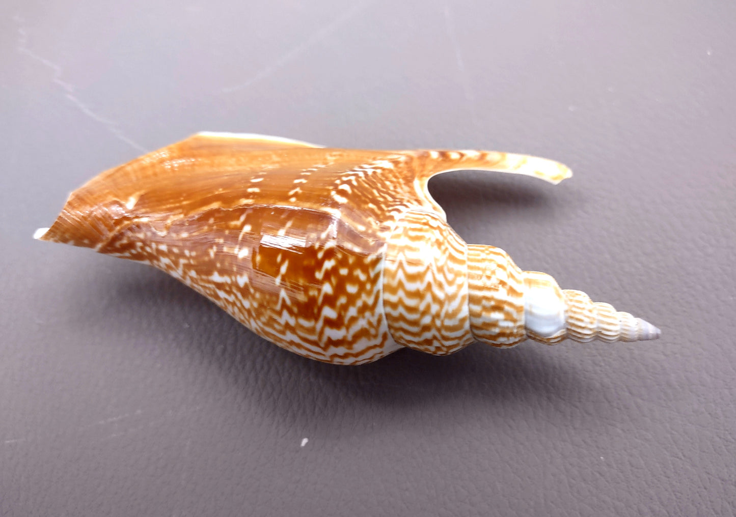 Listers Conch Shell - Strombus Listeri - (1 shell approx. 3.5-4 inches). Two orange and white spiral textured shells. Copyright 2024 SeaShellSupply.com.