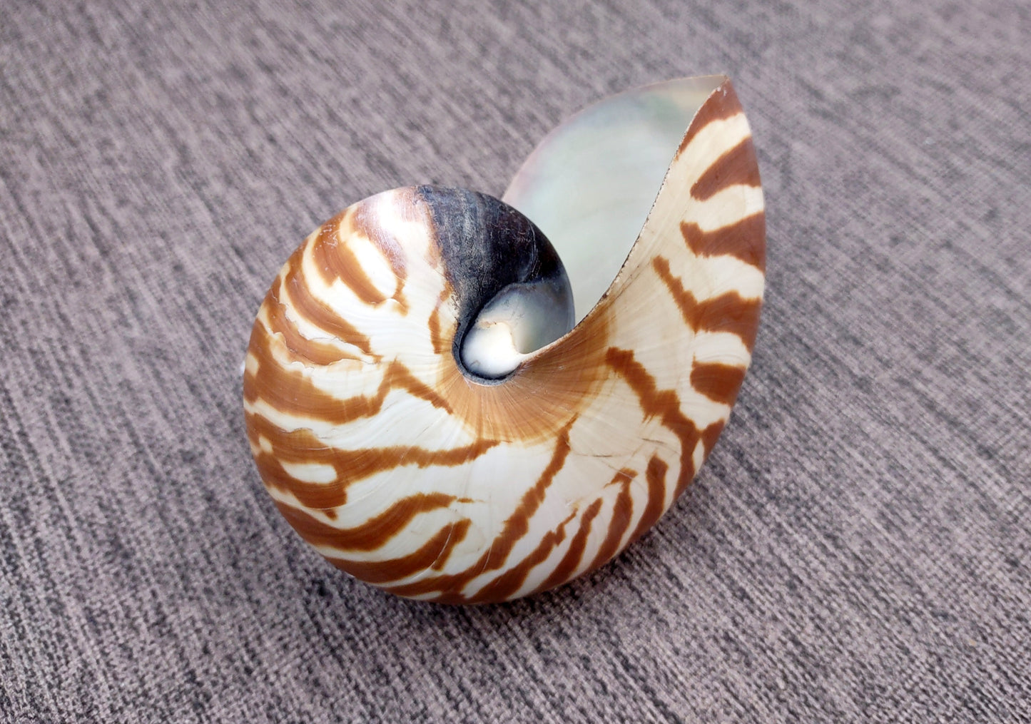 Natural Nautilus Seashell Nautilus Pompilius (1 shell approx. 3+ inches) Great shells for coastal decor & collections!