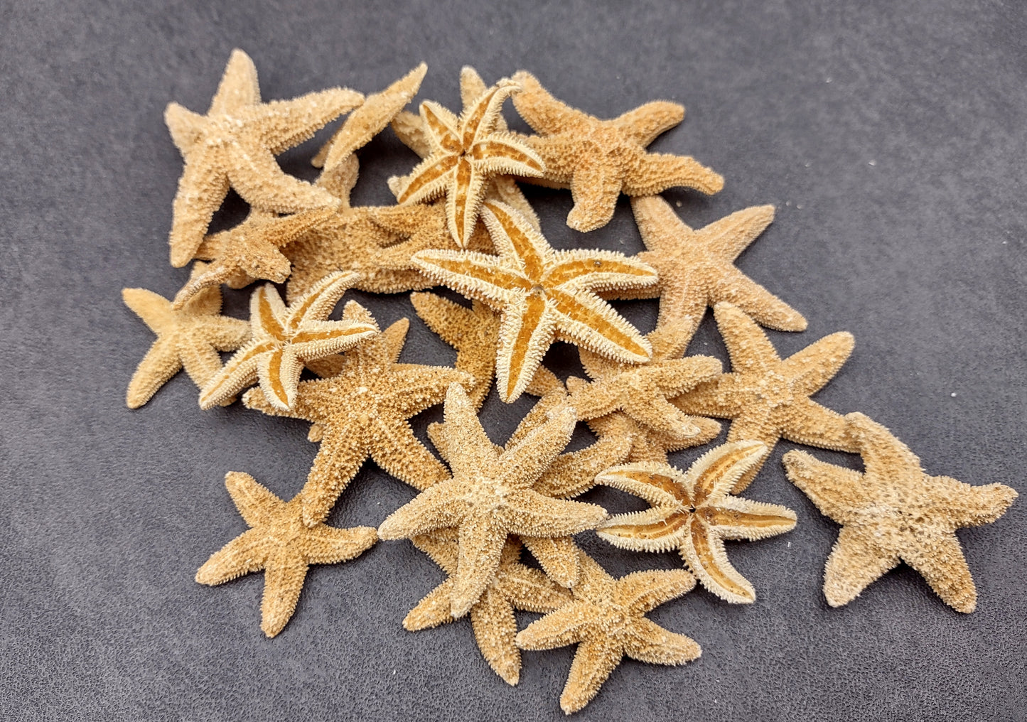 Photo of several beige Sugar Starfish - Piaster Ochraceus. (.75-1.5 inches) Copyright 2024 Seashellsupply.com