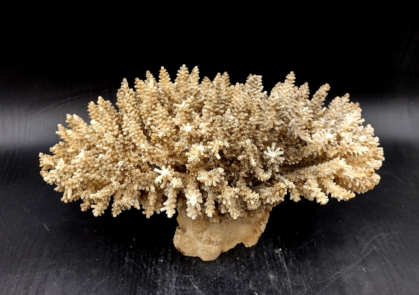 Image of Off White Natural Table Coral Large Cluster Acropora Latistella (1 coral approx. 12L x 7H x 9D inches) Copyright 2024 SeashellSupply.com