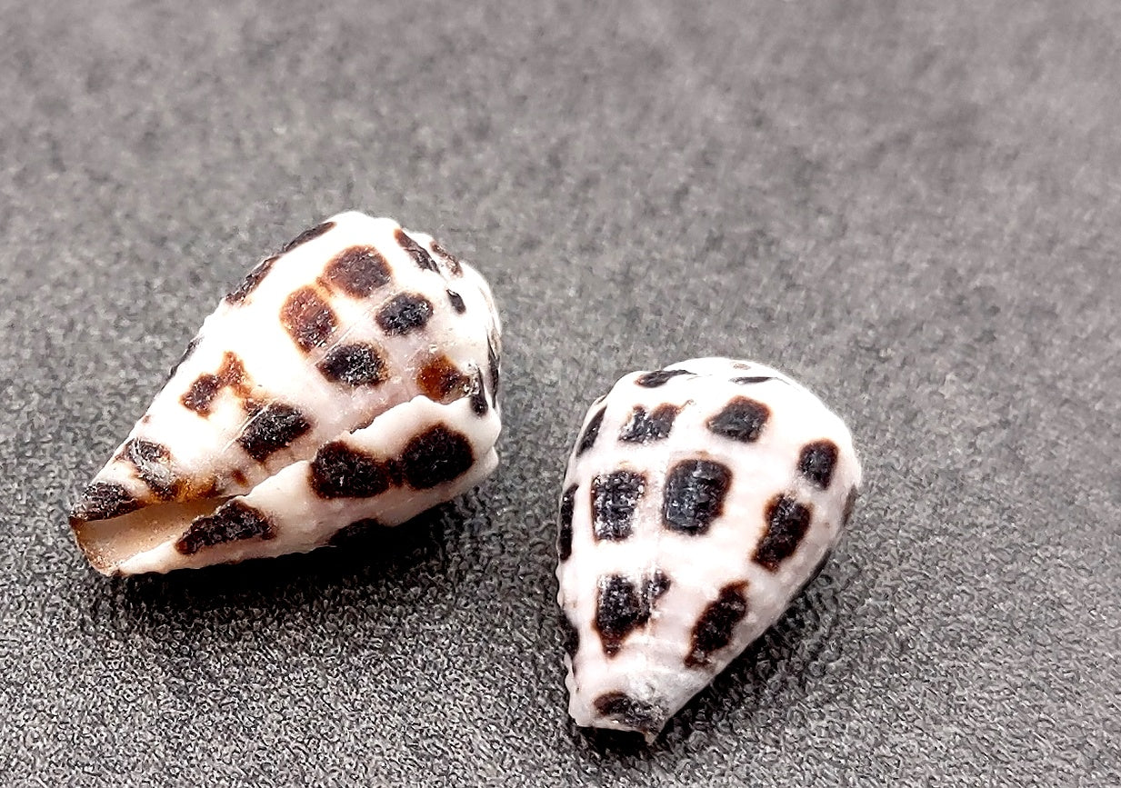 Photo of Extra Small Hebrew Cone Seashells Conus Ebraeus (5 shells approx. 0.25+ inches). Copyright 2024 SeashellSupply.com