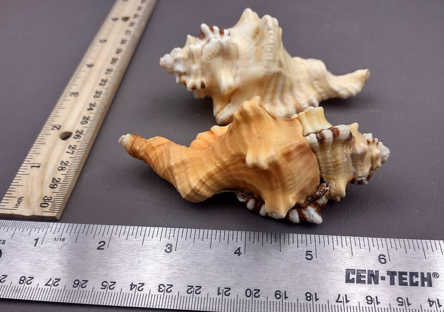 Perry's Triton Seashell Cymatium Peryii (1 shell approx. 3+ inches) Special shells for coastal crafting decor & collections!