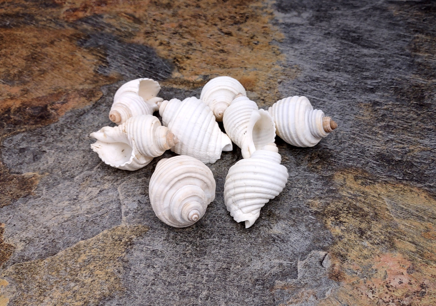 Groovy White Seashells Macron Aethiops (8 shells approx. 2+ inches) Distinct shells for any coastal themed arts and crafts!