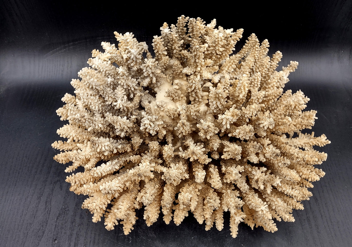 Image of Off White Natural Table Coral Large Cluster Acropora Latistella (1 coral approx. 12L x 7H x 9D inches) Copyright 2024 SeashellSupply.com