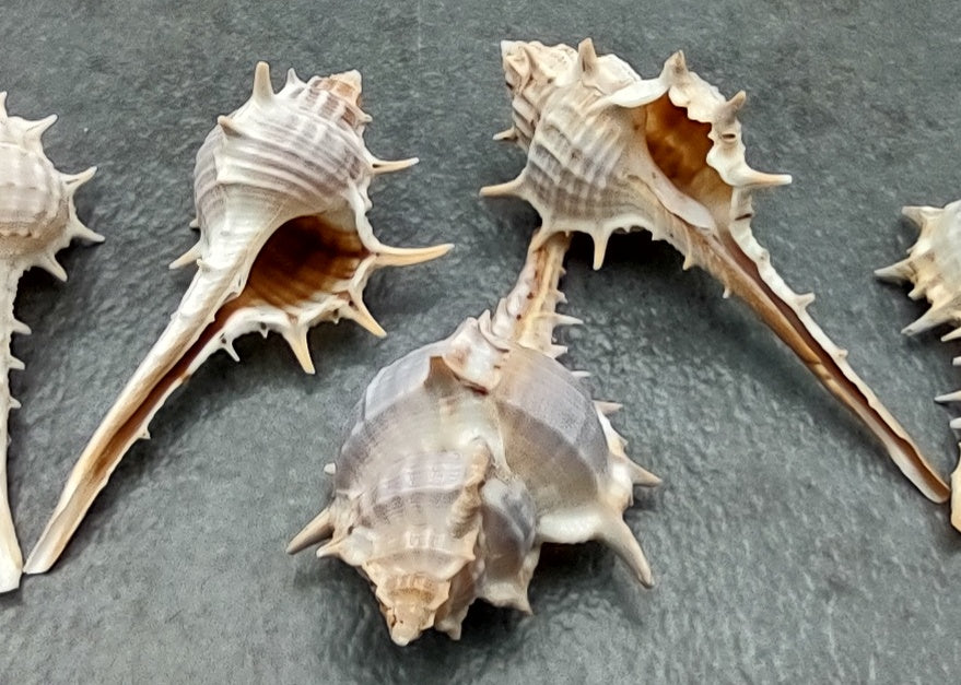 Murex Ternispina Seashells (5 shells 2+ inches) Superb shells for coastal crafting décor & collections!