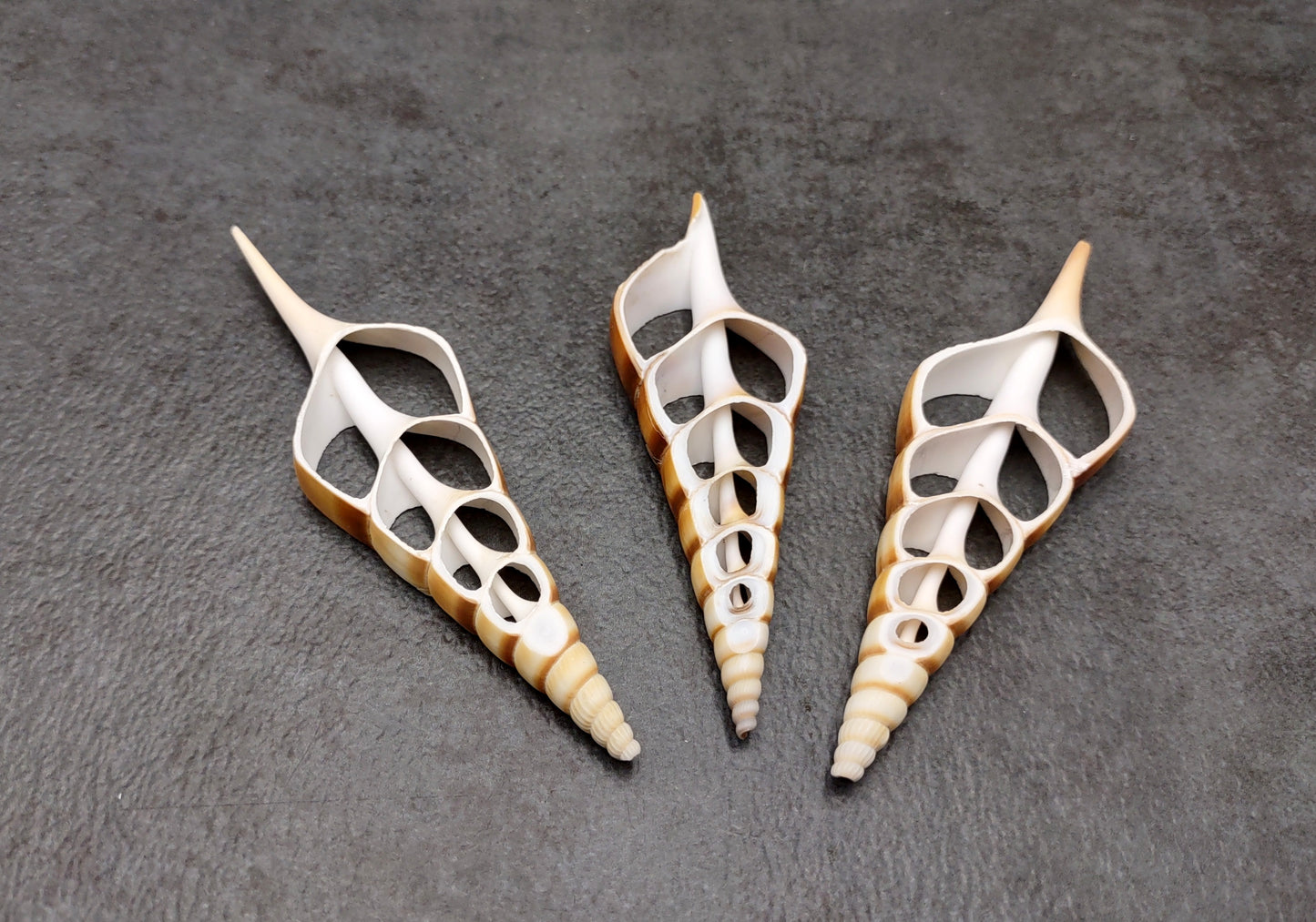 Center Cut Tibia - Tibia Insulaechorab - (3 shells approx. 3.5 -4.5 inches). Multiple thin white and brown sheets of shell showing the inside cavities and center rod. Copyright 2022 SeaShellSupply.com.