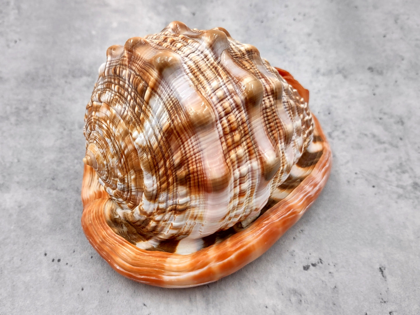 Bullmouth Helmet Seashell Cassis Rufa (1 shell approx. 5+ inches) Adorable shell for any coastal craft or decoration!