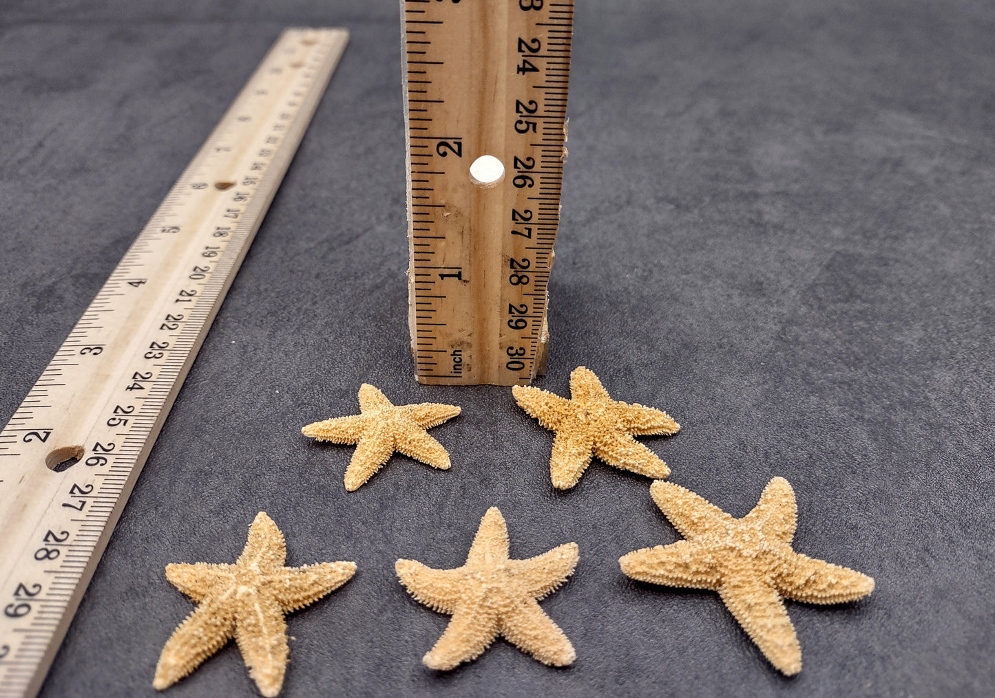 Photo of several beige Sugar Starfish - Piaster Ochraceus. (.75-1.5 inches) Copyright 2024 Seashellsupply.com