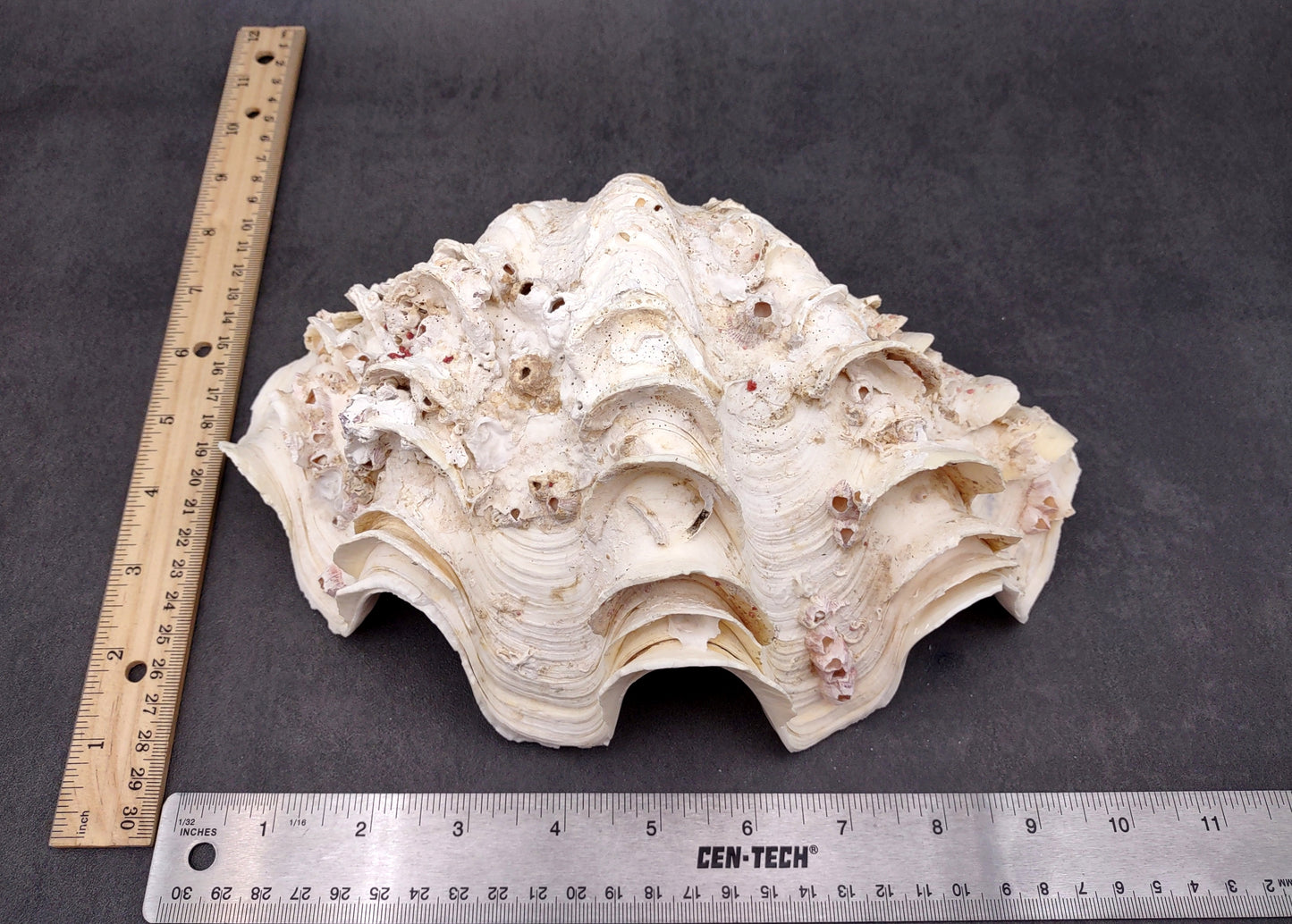 Giant Ruffled Clam Shell Half (1 half shell approx. 10.25L x 3.25H x 6.5D inches) Great rare clam shell for decor & display! Natural colored and weathered clam shell. Copyright 2024 SeaShellMart.com