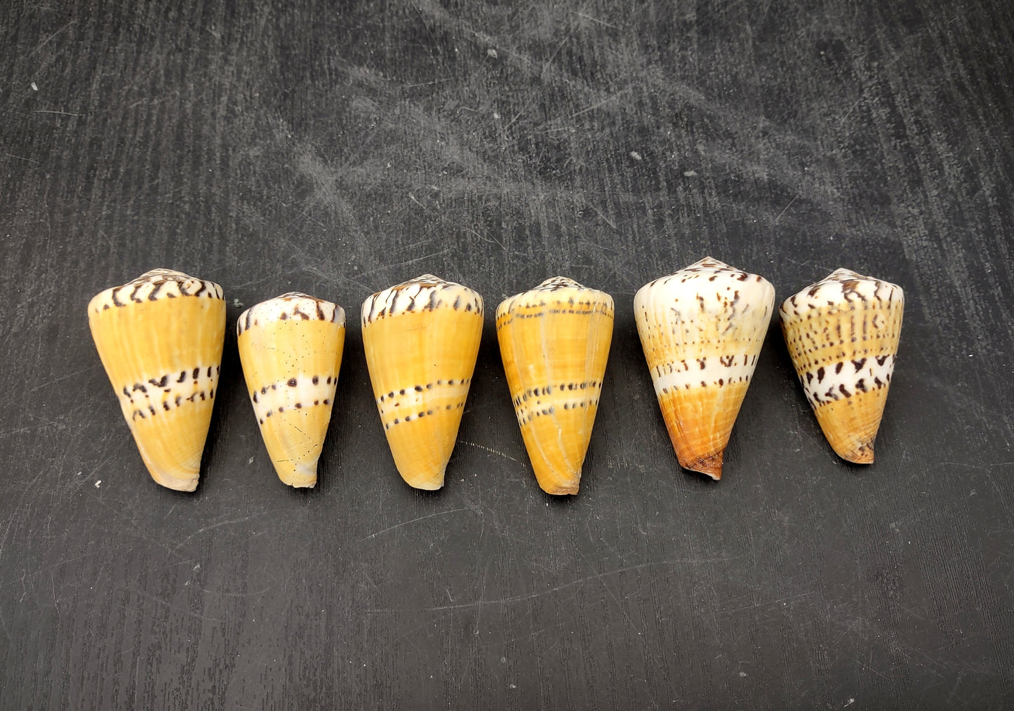 Captain Cone Seashells (2 pcs.) - (2-2.5 inches) - Conus Capitaneus. Cream to earthly colored shells with patterns along the spiral. Copyright 2024 SeaShellSupply.com.