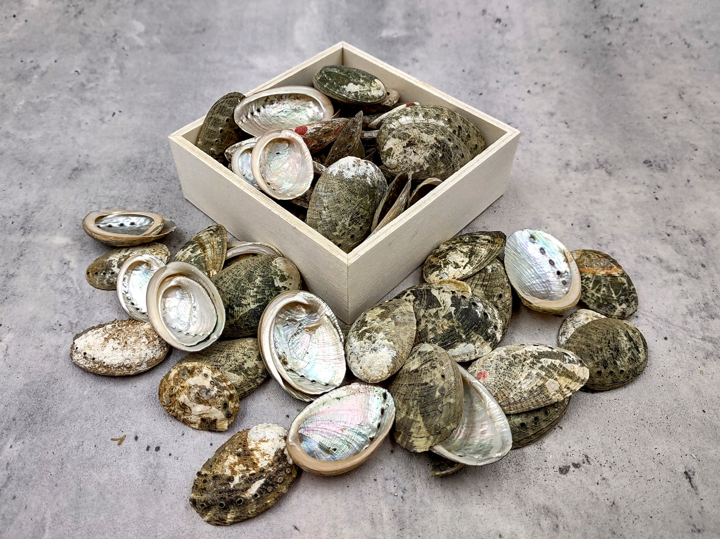 Mini Baby Abalone Green and Silver Seashells (Approx. half pound 85+ shells 1+ inch) Small shells ideal for jewelry art crafts & collecting! Grouping of brown and grey ocean-kissed abalone shells. Copy right 2024 SeaShellMart.com