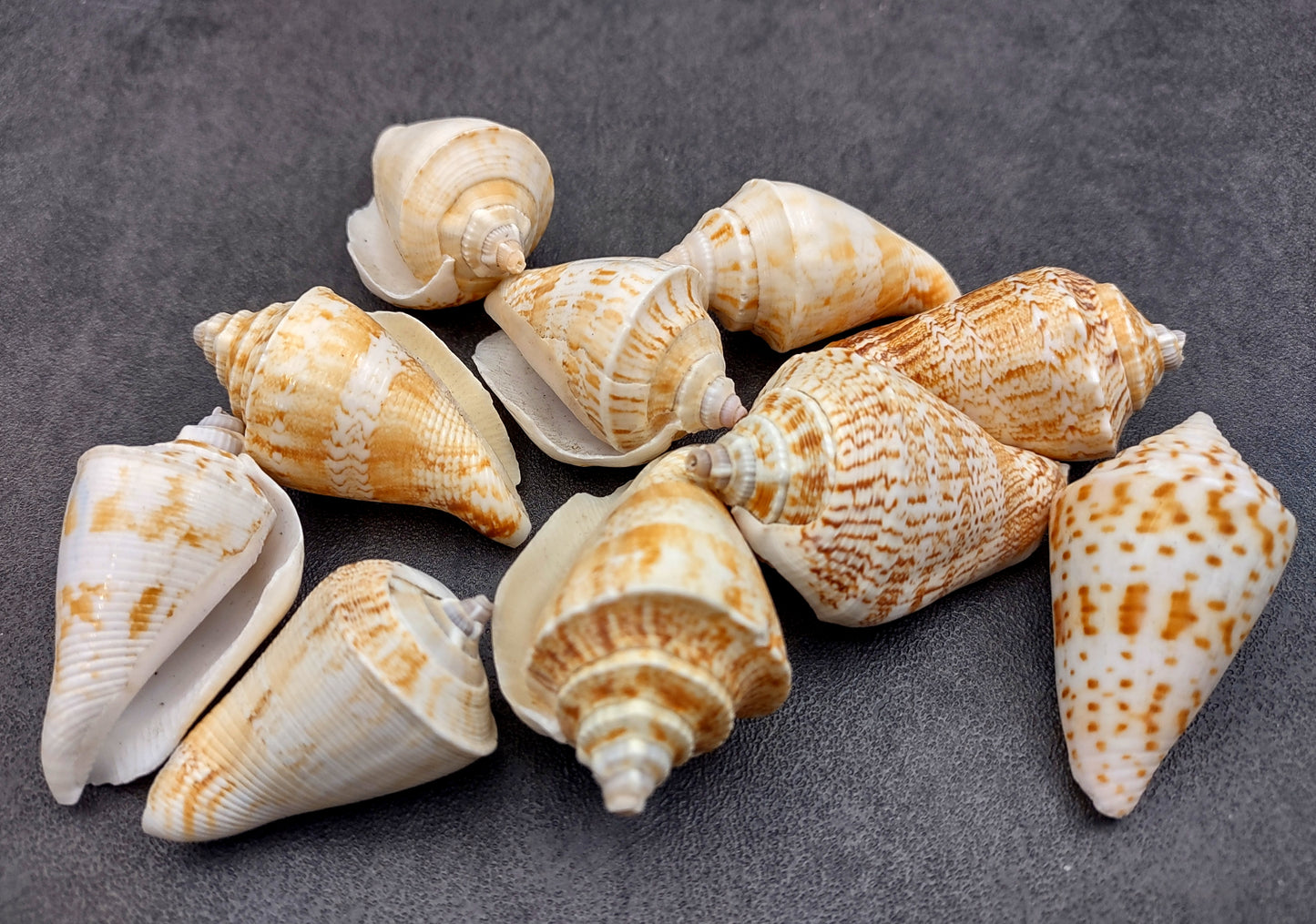 Margined Conch Seashells - Strombus Marginatus - (10 shells). A small pile of white spiral shells with brown accents. Copyright 2022 SeaShellSupply.com.