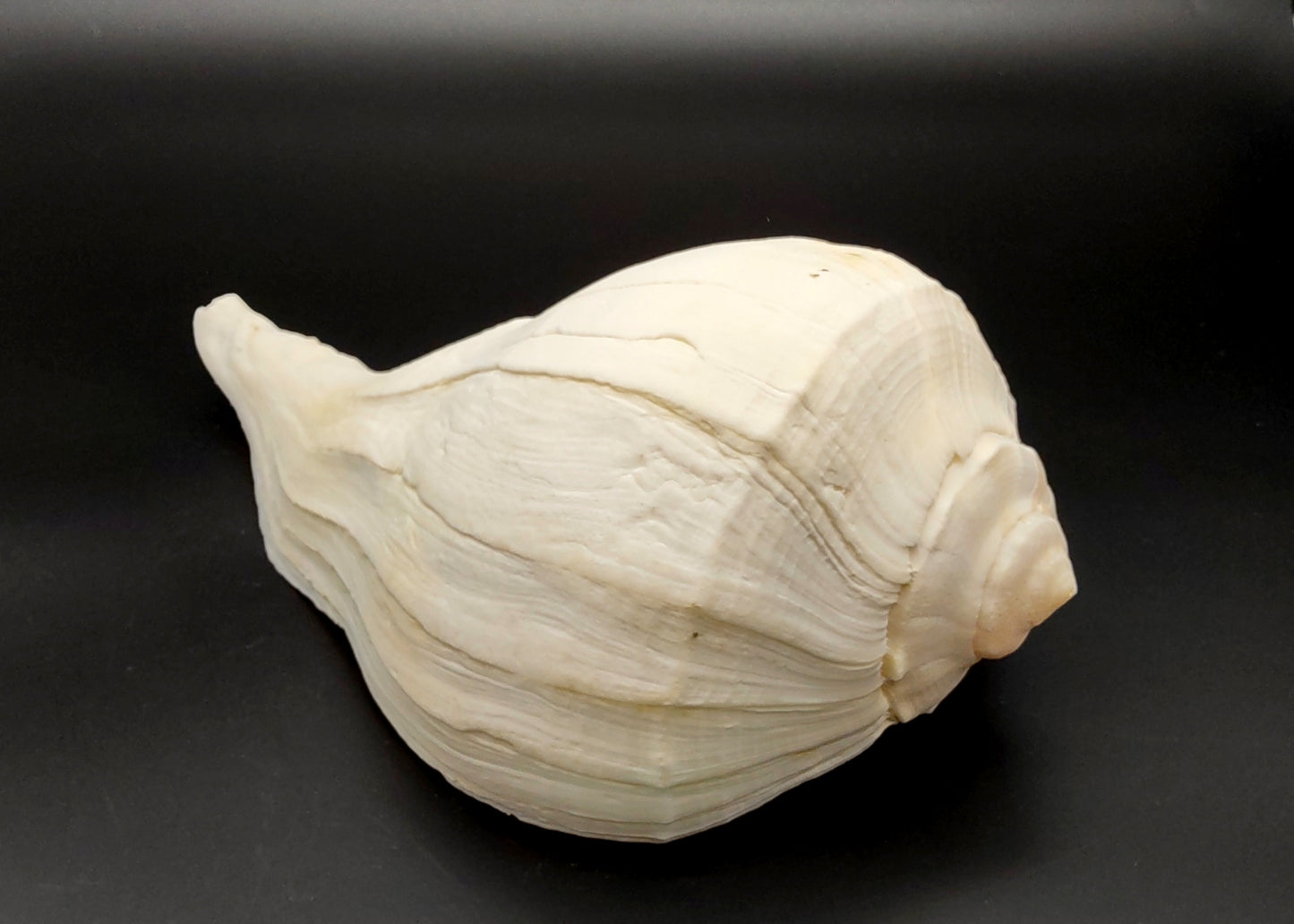 Left Handed Lightning Whelk Busycon Contrarium (1 shell approx. 10+ inches) Large shells for coastal crafting décor & collections!