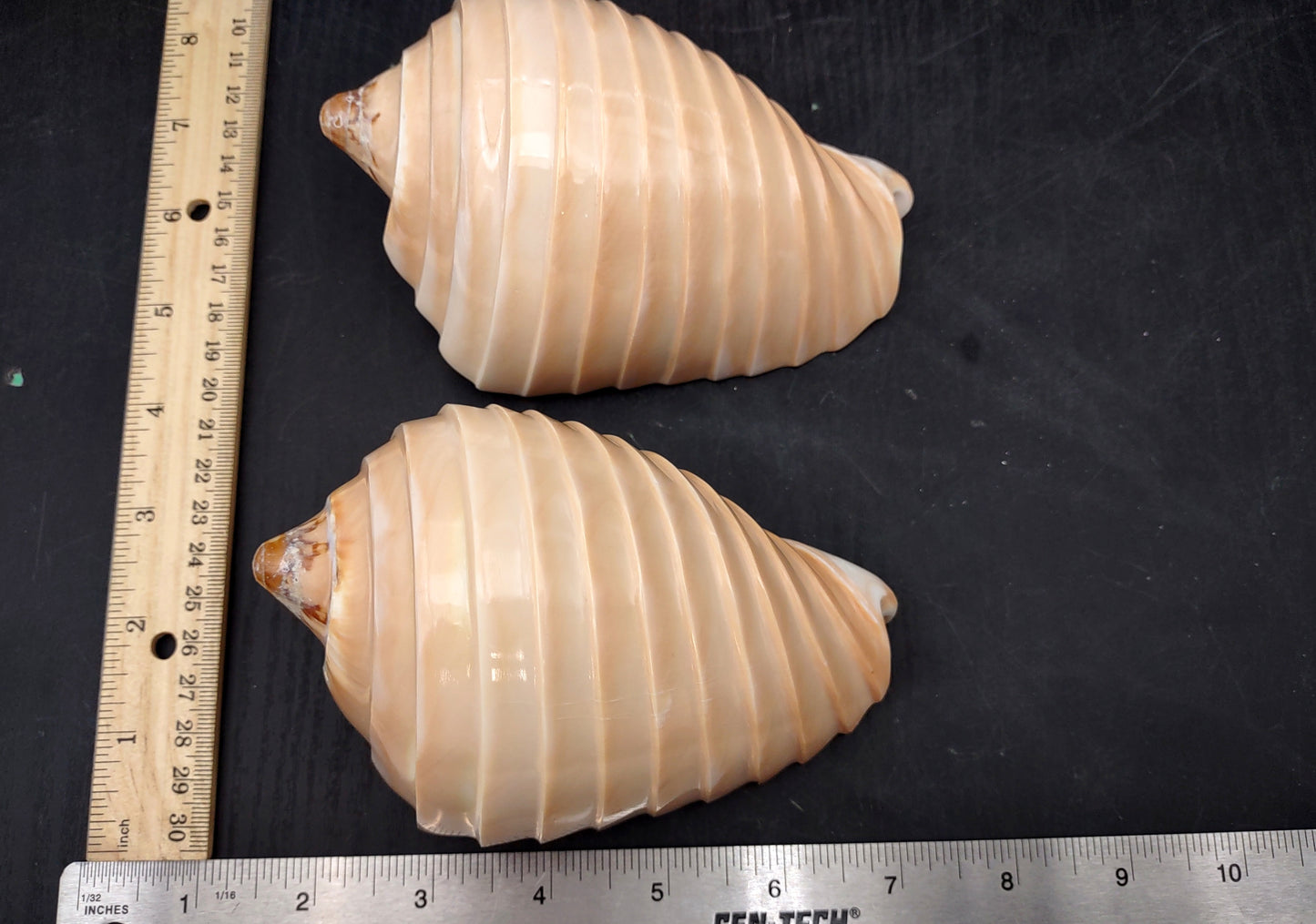 Noble Volute - Banded/Polished - Voluta Nobilis - (1 shell approx. 5.5 inches). Deeply ribbed cream colored shells. Copyright 2024 SeaShellSupply.com