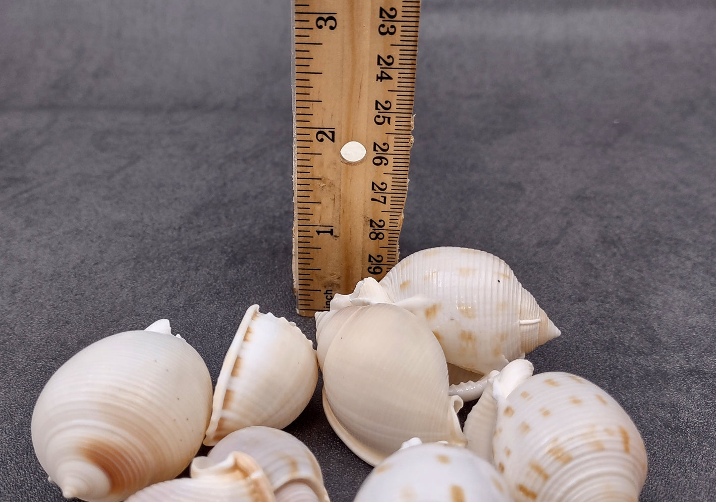 Japanese Bonnet Seashells India Phalium Bisulcatum (10 shells approx. 1.5+ inches) Adorable shells for any coastal collection or display!