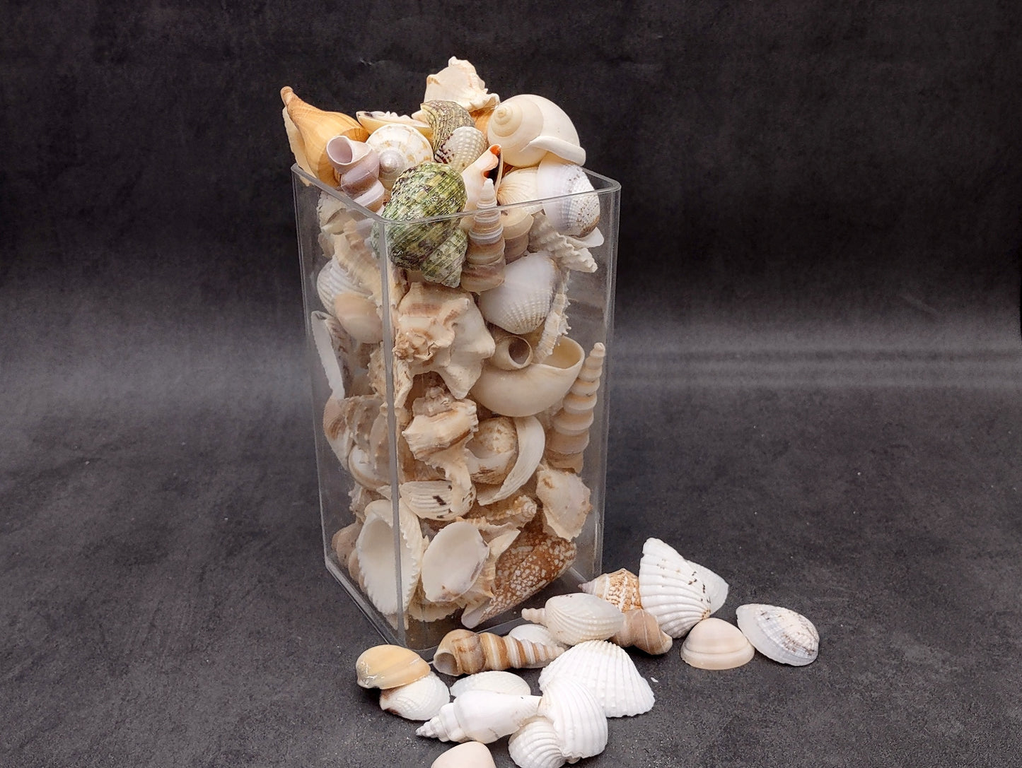 Medium Seashell Assorted Ocean Mix (Approx. 1 kilogram shells 1-2+ inches) Mixed Medium Shell Assortment for coastal crafting & decorations!