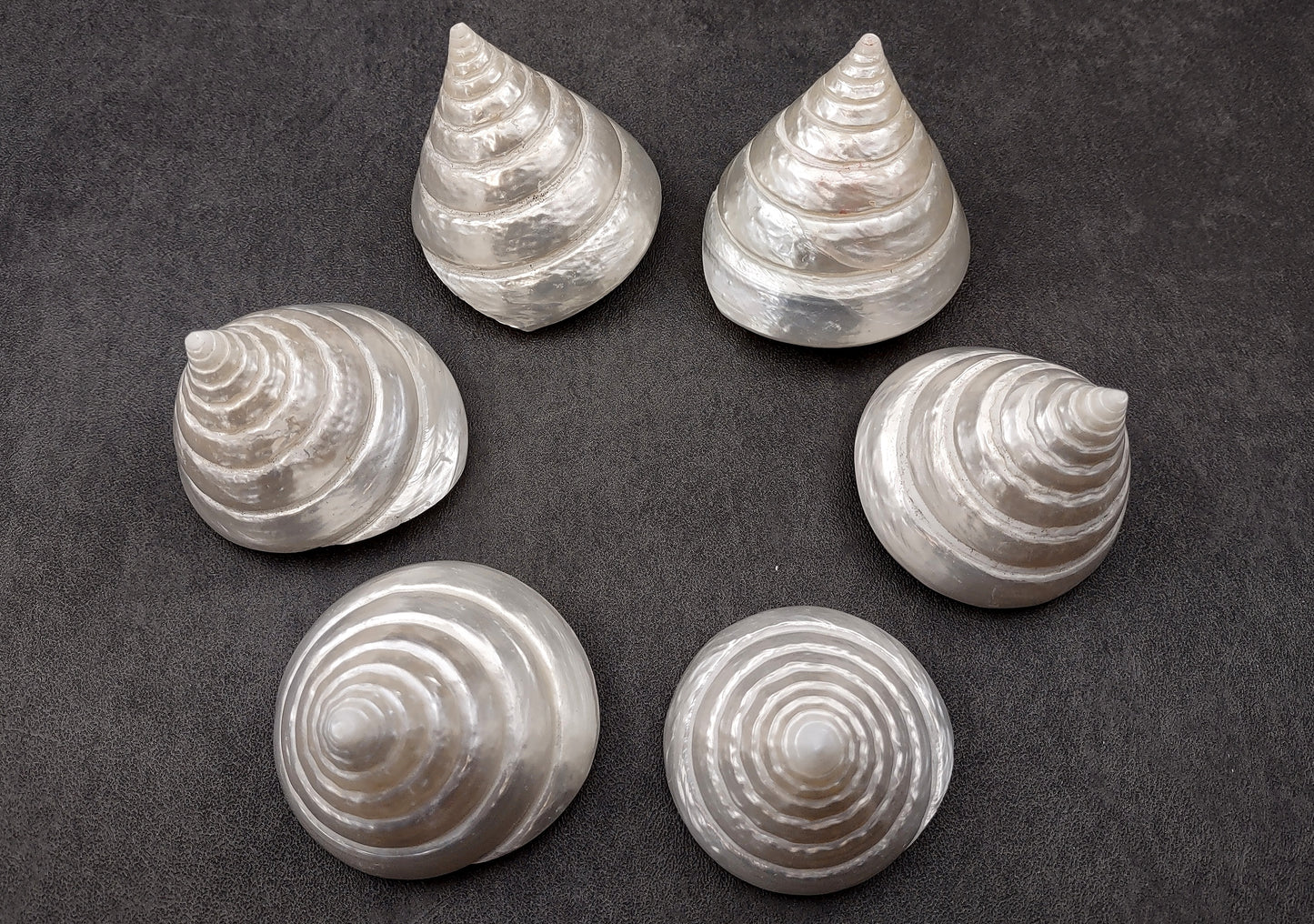 Polished Silver/Pearl Trochus Seashell (2-2.5 Inches) - Trochus Niloticus. One shiny bright spiral white shell with a wide opened base. Copyright 2024 SeaShellSupply.com.