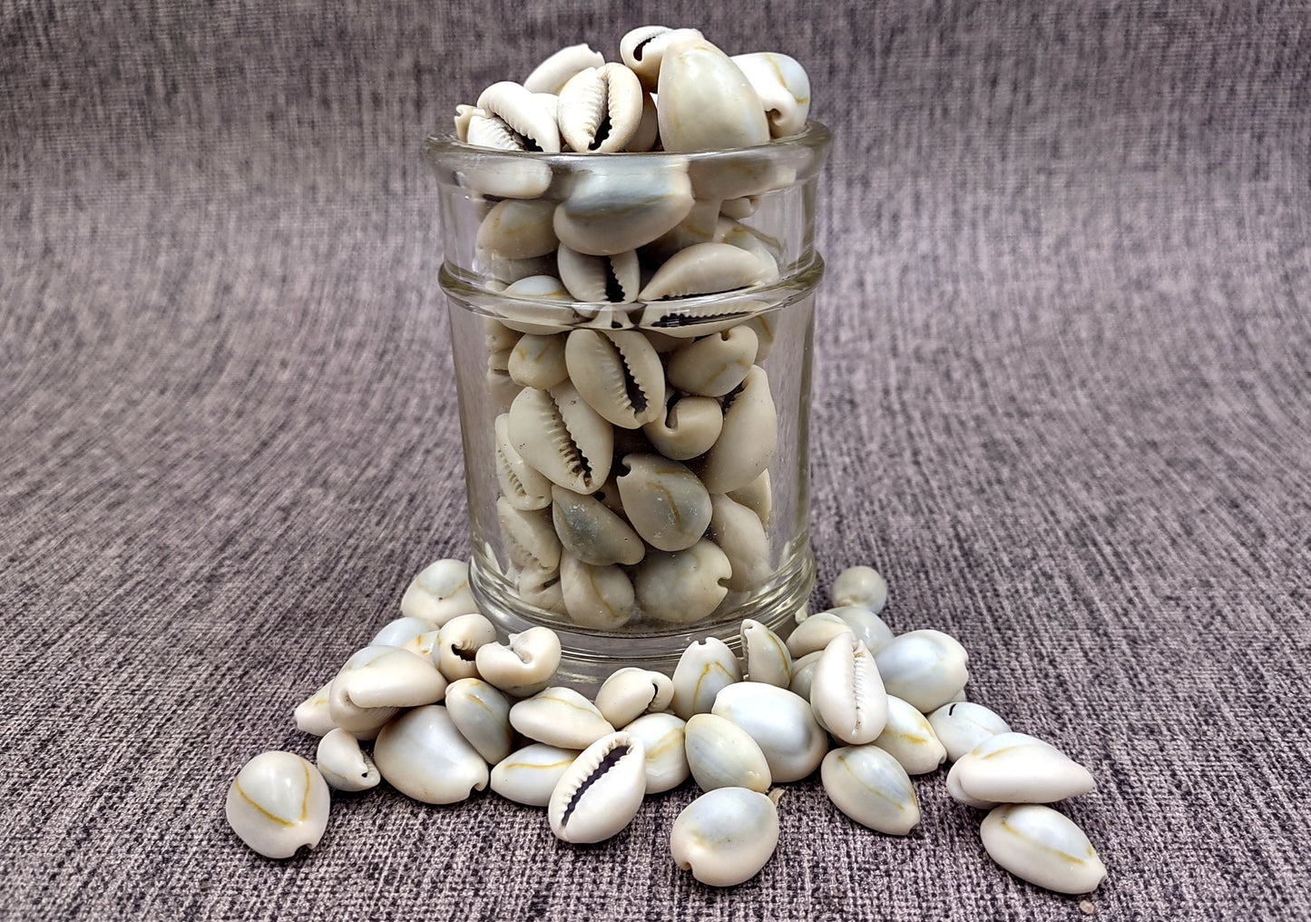 Ring Top Cowrie Seashells - Cypraea Annulus - (approx. 40-50 shells .5-.75 inches) Orange and tan ombre shells in pile. Copyright 2024 SeaShellSupply.com.