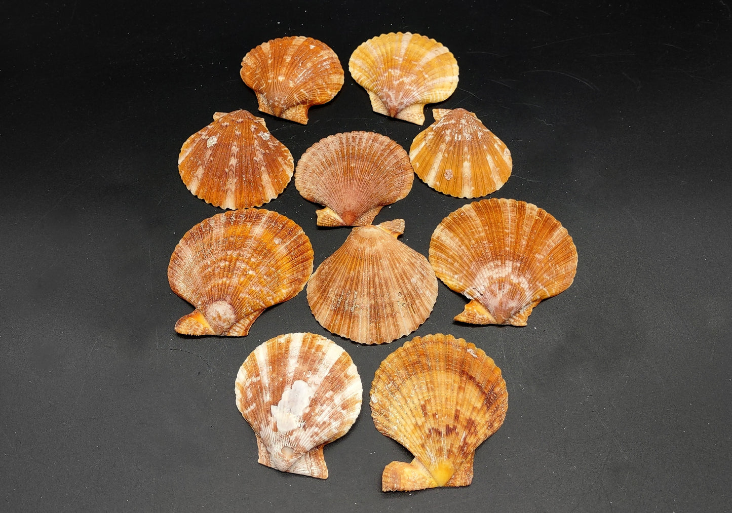 Tawny Brown Scallop Noble Pectin Halves Pecten Nobolis (Approx. quarter pound shells 2+ inches) Great shells for coastal arts & crafts!