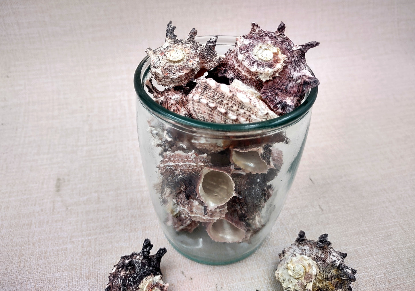 Pink Dolphin Shells Angaria Delphinus Pink Spiral Seashells (5 shells approx. 1+ inches) SS-037 copyright 2024 SeaShellSupply.com