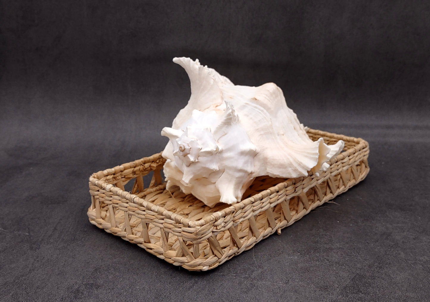 Ramose Murex Seashell Chicoreus Ramosus (1 shell approx. 7+ inches) Great shells for coastal crafting décor & collections!
