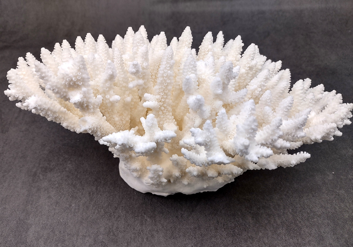 Photo of White Table Coral Large Cluster Acropora Latistella (1 coral approx. 9-11+ inches). Copyright 2024 SeashellSupply.com