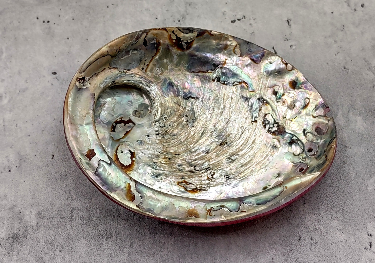 Polished Pink Midas Abalone - Haliotis Midae - (1 shell approx. 5-6 inches). One pink spiral glazed shell with wide opening and small spiral off to one side. Copyright 2022 SeaShellSupply.com.