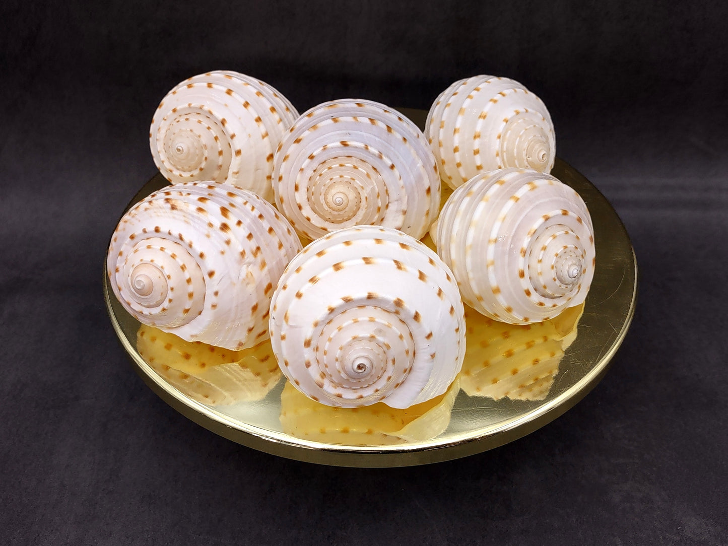 Spotted Tonna Seashells Tonna Tessalata (2 shells approx. 3+ inches) Perfect shells for coastal crafting décor & collections! Spotted white shells with tan dots and a spiral pattern. Copyright 2024 SeaShellSupply.com