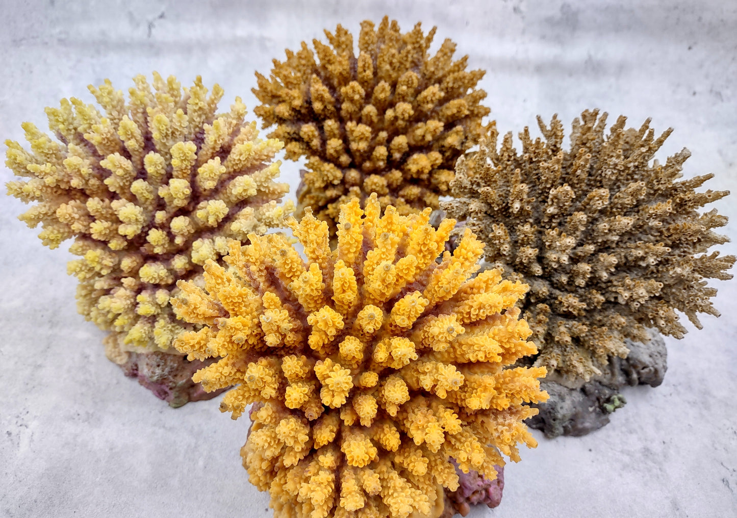 Yellow FAUX Table Coral Acropora Hyacinthus (1 FAKE Coral approx. 3Dx4Tx4W inches) Perfect coral for any coastal display or crafting!