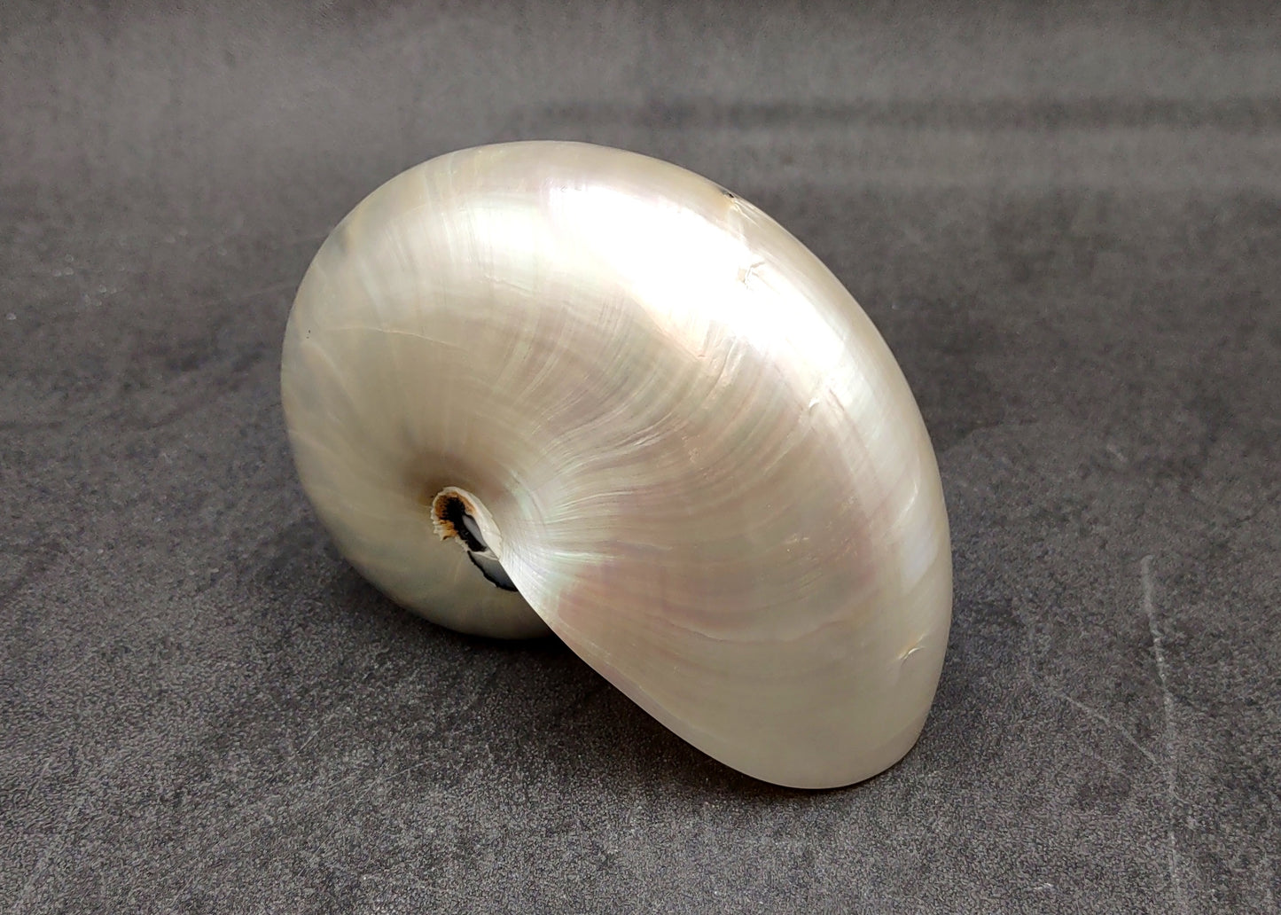 Pearlized Nautilus Seashell Polished Nautilus Pompilius (1 shell approx. 3+ inches) Pearlized Nautilus Shell for display decor & collecting!