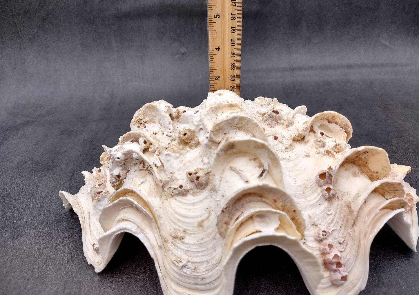 Giant Ruffled Clam Shell Half (1 half shell approx. 10.25L x 3.25H x 6.5D inches) Great rare clam shell for decor & display! Natural colored and weathered clam shell. Copyright 2024 SeaShellMart.com